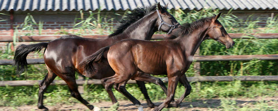 Buying Horse Property