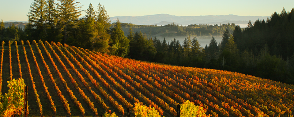 Buying a Vineyard